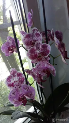 белая орхидея на окне. зелёный лист. Стоковое Изображение - изображение  насчитывающей знамена, цветки: 246406041