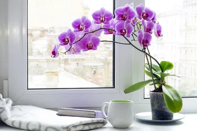 Полезное о цветах » Орхидея- выбор, уход - FloraHimki.ru