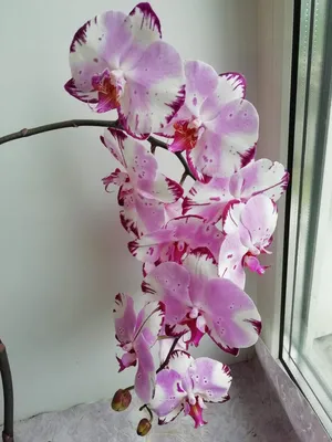 Картина \"Орхидея на окне\"