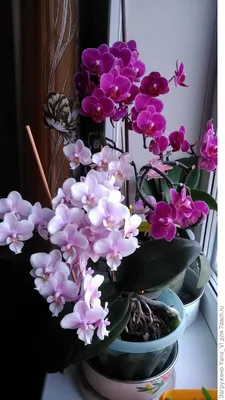 Черно фиолетовая орхидея на окне в…» — создано в Шедевруме