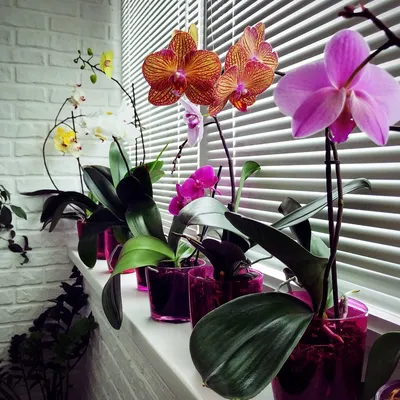 Орхидеи на южном окне Чем лучше затенять от солнца Июнь 2019 - YouTube