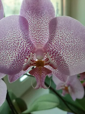 Отзыв о Комнатный цветок орхидея Фаленопсис \"Granada\" | Круглый год красота  на окне.