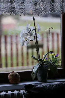 Где хранить орхидею дома, чтобы она постоянно цвела - Lifestyle 24