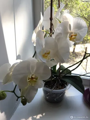 Орхидея Фаленопсис - «Красота на Вашем окне! Плюс маленькие секреты  выявленные в процессе. Как заставить цвести? Обо всем расскажу)))» | отзывы