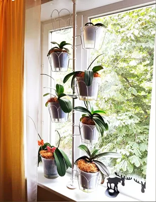 Орхидеи на окне - 66 фото