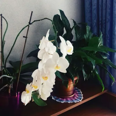 Бесплатное изображение: Белый цветок, орхидея, окно, цветочный горшок,  занавес, дизайн интерьера, диван, завод, подоконник, стекло