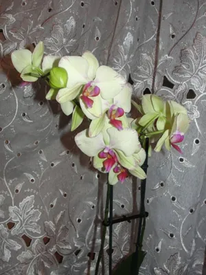 Распорка для орхидей и высоких растений