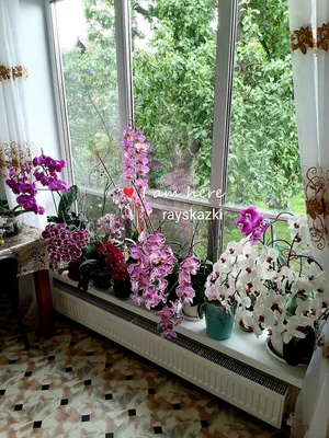 Орхидея – бал оттенков