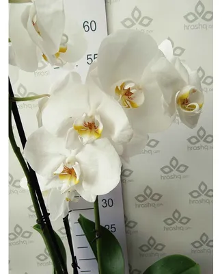 Где поставить орхидею в квартире? Куда и как ставить орхидеи для лучшего  роста и ухода