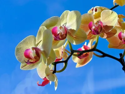 Орхидеи Цветы Горшках Подоконнике Большие Орхидеи стоковое фото ©melanierom  346834672