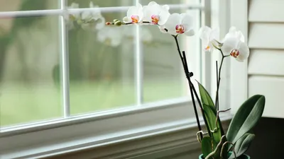 Белая орхидея на окне Stock Photo | Adobe Stock
