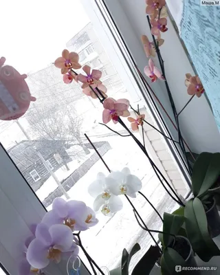 Белая орхидея в горшке на окне, …» — создано в Шедевруме
