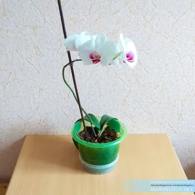Орхидея Фаленопсис Cambridge, 2 ст., 70 см