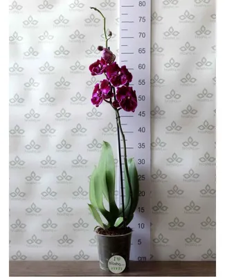Орхидея в интерьере Селективный мягкий фокус Орхидеи на окне Живая  тропическая орхидея пинка и персика цветет, флористическое Bac Стоковое  Фото - изображение насчитывающей флористическо, лепесток: 103583370