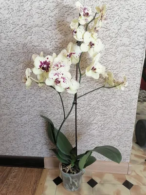 Фотообои, фреска Орхидея на подоконнике, арт. 2170 в Санкт-Петербурге |  Лепнина и товары для декора