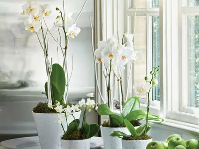Орхидеи цветущие на окне» — создано в Шедевруме