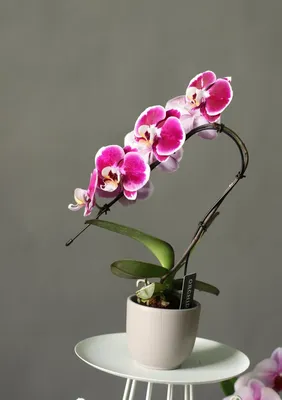 Орхидеи на окне | Смотреть 34 идеи на фото бесплатно