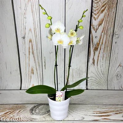 В окне орхидея в горшке белая …» — создано в Шедевруме