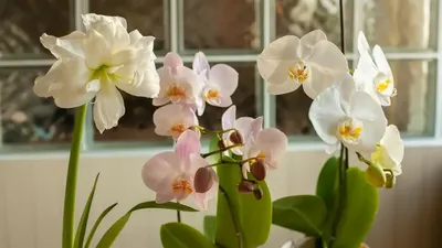 Пурпурная орхидея на окне, утро на окне зацветает красивая орхидея Стоковое  Изображение - изображение насчитывающей ботаническую, взорвать: 152164959