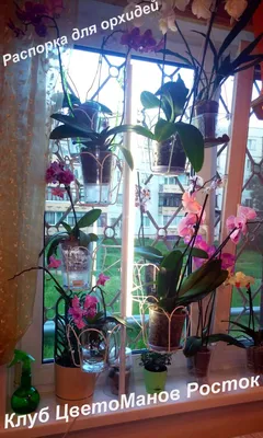 Растение Орхидеи На Окне — стоковые фотографии и другие картинки Без людей  - Без людей, Белый, В помещении - iStock