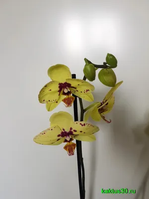 Орхидея Фаленопсис — Доставка цветов в Астрахани