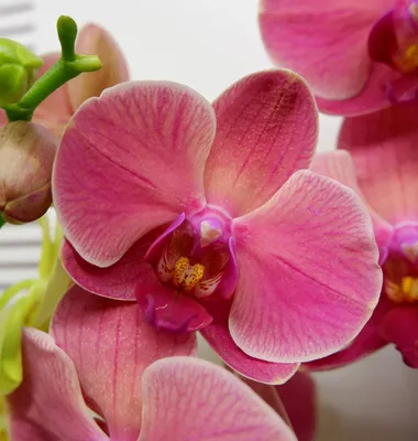 Орхидея нарбонна фото фотографии
