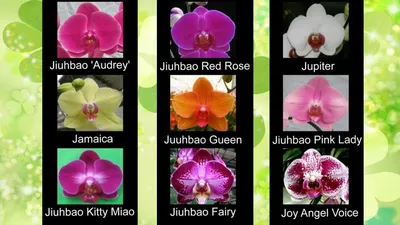 Сорта названия орхидей фаленопсис ❀ Phalaenopsis orchid varieties - YouTube