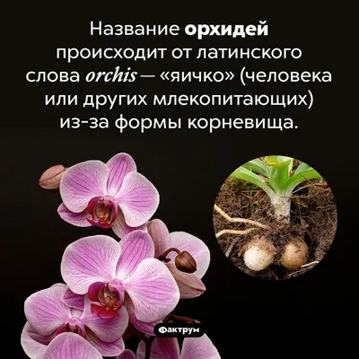 Орхидея фаленопсис - Orchidaceae phalaenopsis. Уход за фаленопсисом.