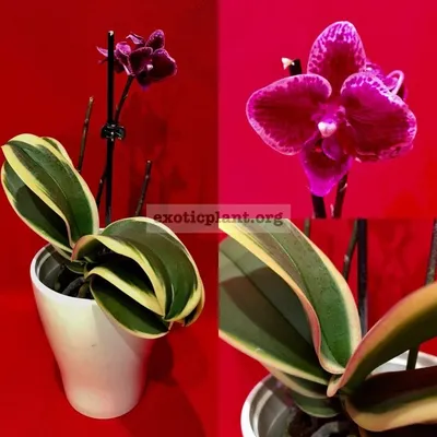 orhidea: Все про орхидеи