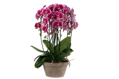 Цветы по пятницам. Орхидея фаленопсис