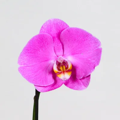 Орхидея фаленопсис Синголо. Название сорта или маркетинговый ход? | ОрхиГид  | Дзен