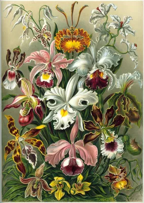 My Orchids: Названия орхидеи фаленопсис. Каталог | Орхидеи, Экзотические  цветы, Комнатные цветы