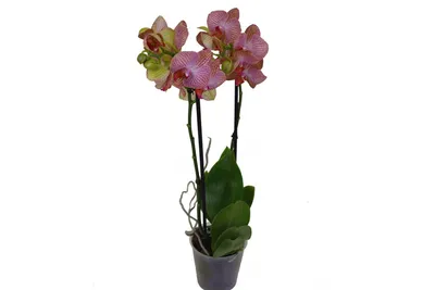Орхидея Фаленопсис Голден Бьюти купить в интернет-магазине