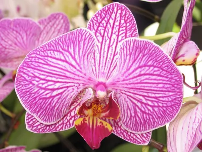 Сортовые виды орхидей. Орхидея:Фаленопсис. Название: Phal. Younghome Green  Dancer. Производитель:Азия Тайвань. Размер: высота до 65 см.… | Instagram