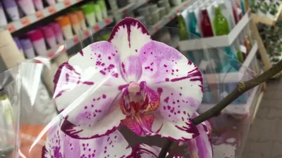 Купить Орхидея Фаленопсис Мини Белая D9 в Москве