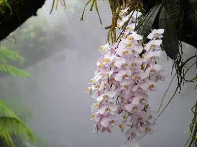Крупным Планом Розовой Орхидеи В Моем Доме Научное Название Phalaenopsis  Орхидея Таиланд — стоковые фотографии и другие картинки Астровые - iStock