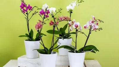 Какими бывают орхидеи