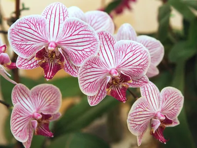 Как определить название орхидеи | Олесечкины сказки | Дзен