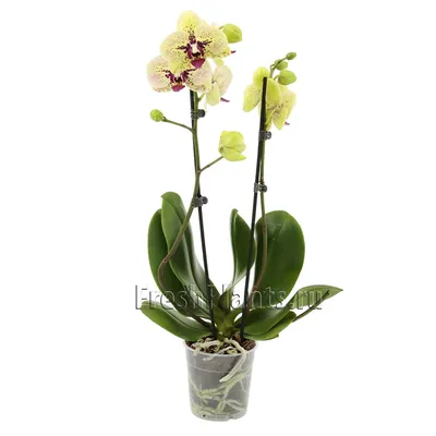 Орхидея с двумя ветвями | AliExpress