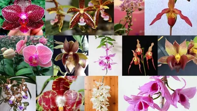 ОРХИДЕЯ НАЗВАНИЕ где и как определить СОРТ, название и РОДОСЛОВНУЮ орхидей  фаленопсисов - YouTube