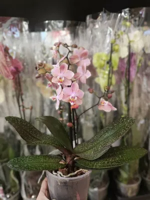 Орхидея фаленопсис гибридная купить