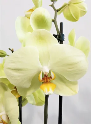 Цветок Acuminata Bauhinia. Другое название этого цветка Kanchan и снежная  орхидея. Стоковое Изображение - изображение насчитывающей другой, орхидея:  190098513