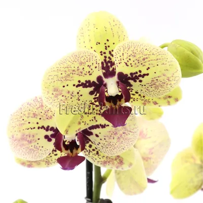 Ароматные орхидеи. Все, что вы хотели знать о «Парфюмерной фабрике».