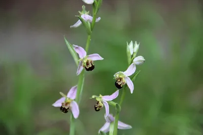 Научные названия орхидей: как их узнать и запомнить