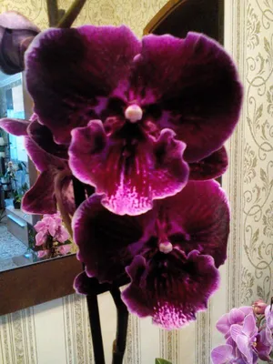 Фаленопсис (орхидея) арома парфюмерная фабрика d-12, артикул F1214892 -  6150 рублей, доставка по городу. Flawery - доставка