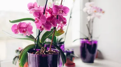 Помогите определить название орхидей | Пикабу