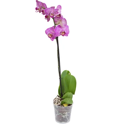 Орхидея Фаленопсис Немо 2 ствола D:12см H:60см купить в Москве с доставкой