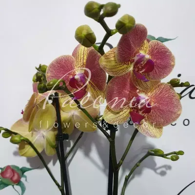Орхидеи : Орхидея фаленопсис Nemo 1 ствол