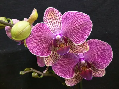 Купить Фаленопсис (орхидея) 12*55 2 ствола Nemo (Phalaenova) оптом | Paeonia