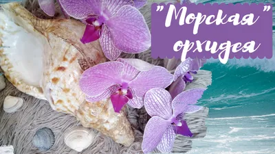 Нептун орхидея - 65 фото